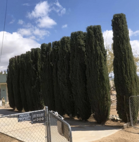 Tree Topping